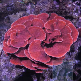 Vibrant Red Montipora Capricornus Coral Frag